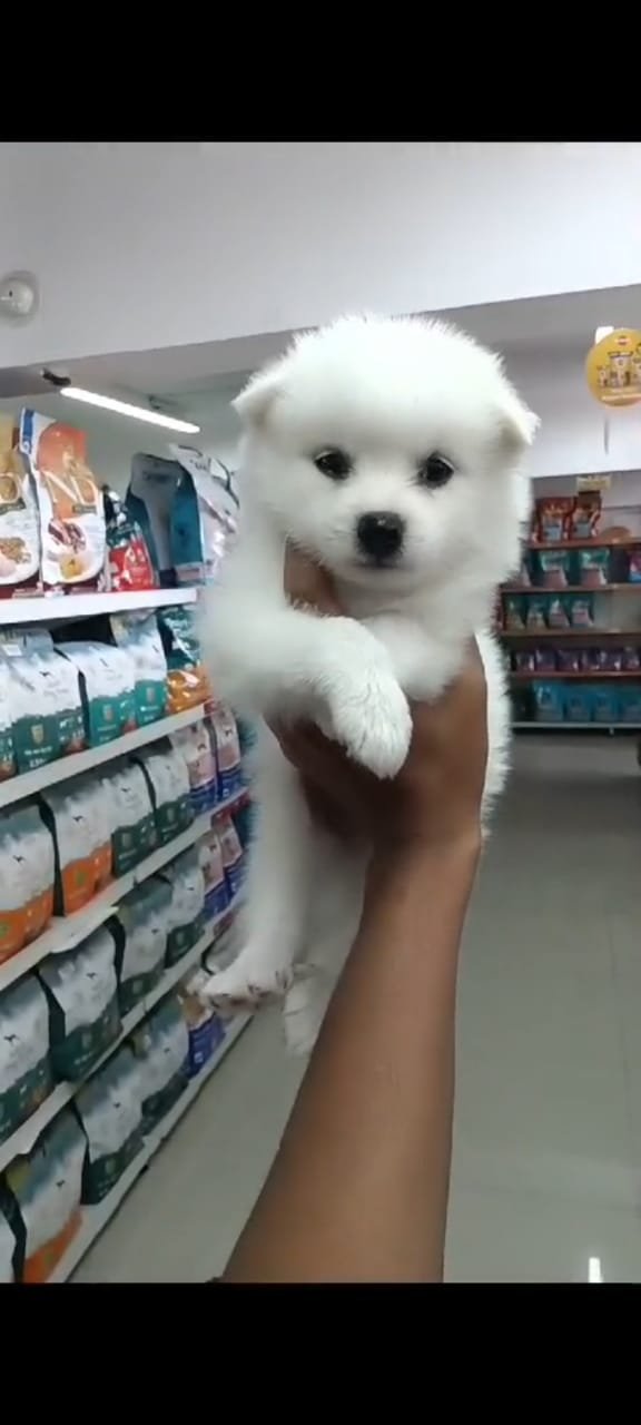Order Female Pomeranian Puppy from Goa